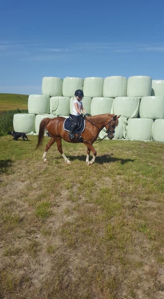 Anden særlig race Askepot billede 5