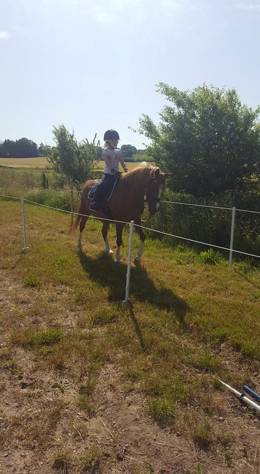 Anden særlig race Askepot billede 6