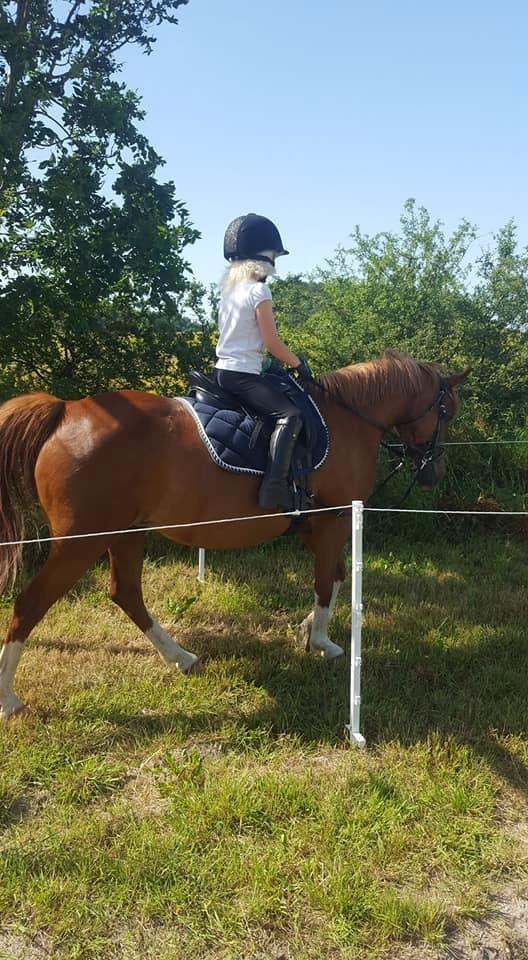 Anden særlig race Askepot billede 8