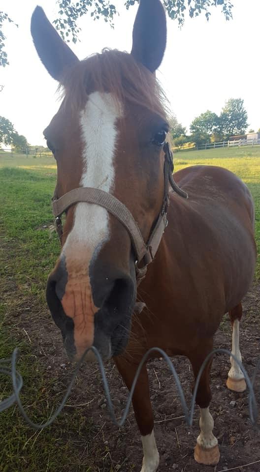 Anden særlig race Askepot billede 11