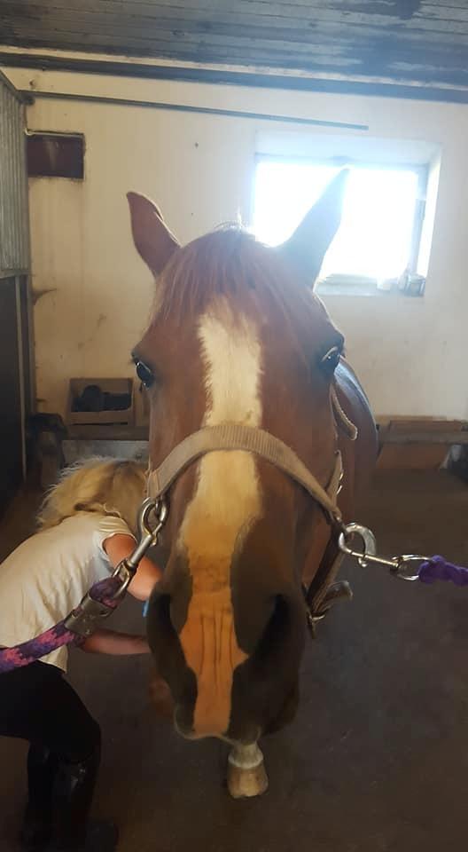 Anden særlig race Askepot billede 12