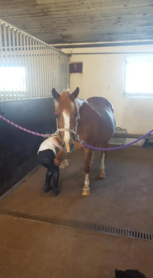 Anden særlig race Askepot billede 13