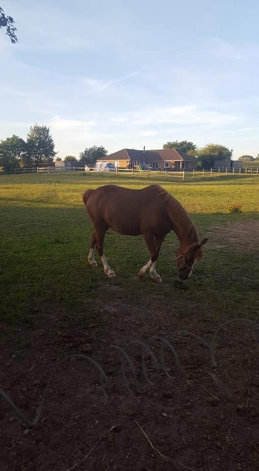 Anden særlig race Askepot billede 14