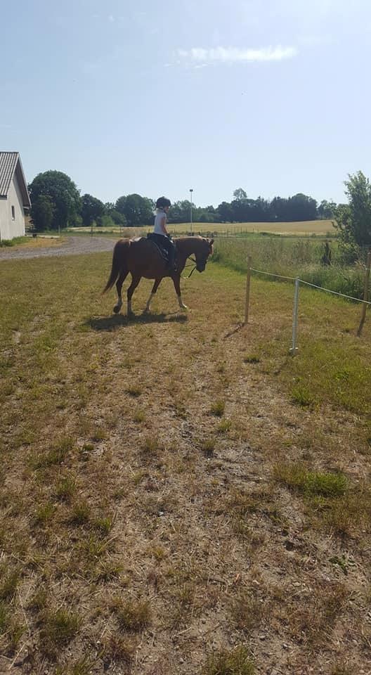 Anden særlig race Askepot billede 15