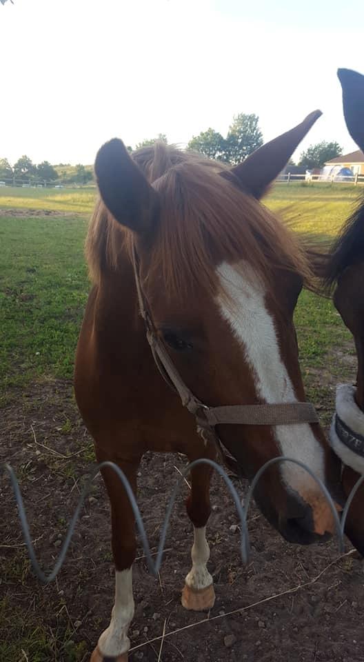 Anden særlig race Askepot billede 16