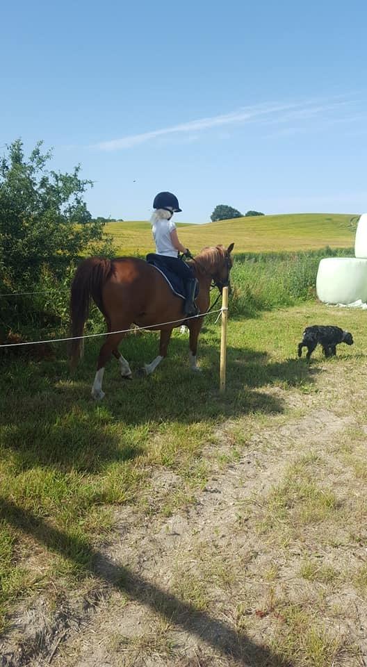 Anden særlig race Askepot billede 17