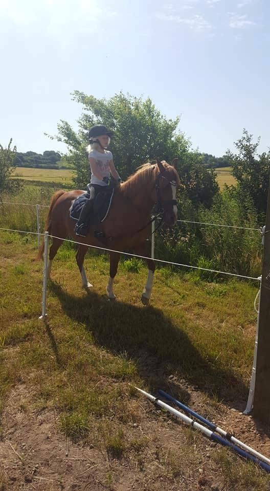 Anden særlig race Askepot billede 18