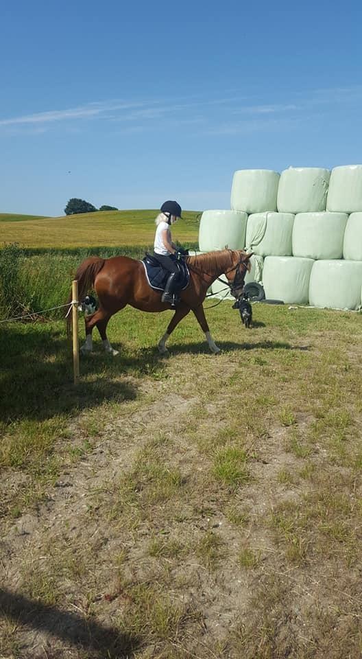 Anden særlig race Askepot billede 19