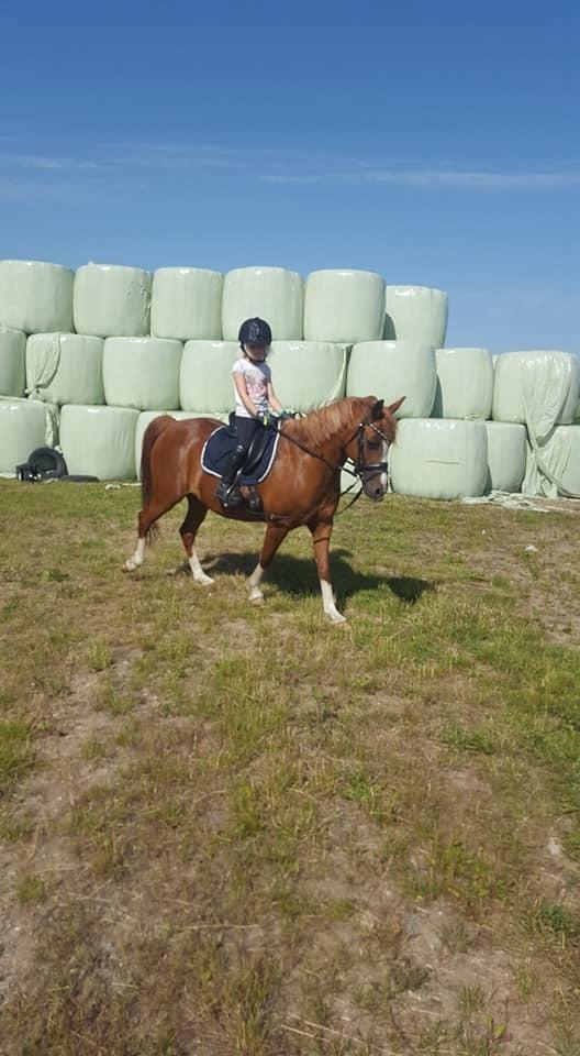 Anden særlig race Askepot billede 20