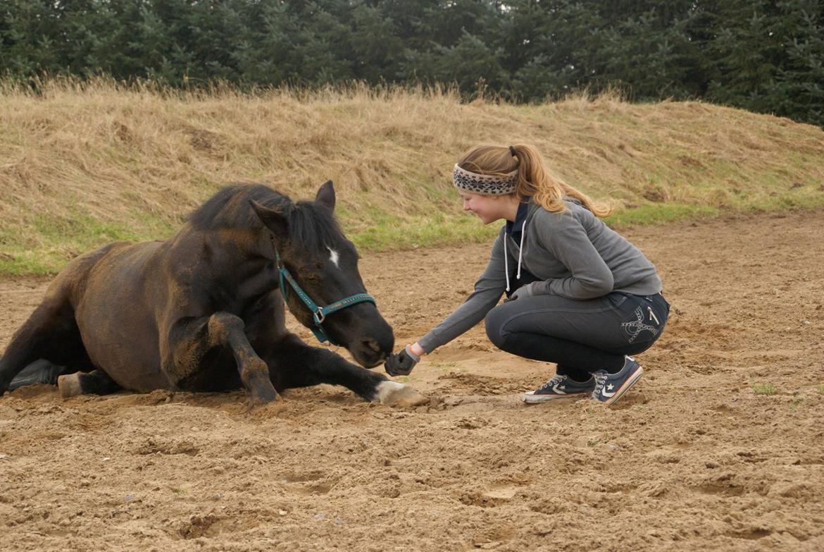 New Forest Skou's alexander billede 4