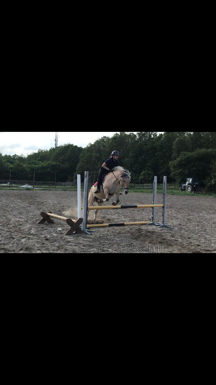 Fjordhest Merle vårby - (Tideliger part) billede 1