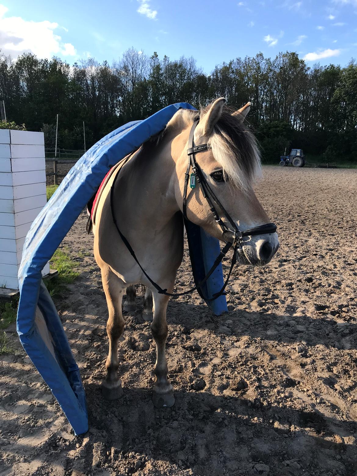 Fjordhest Merle vårby - (Tideliger part) billede 3