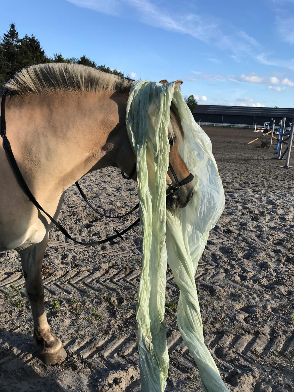 Fjordhest Merle vårby - (Tideliger part) billede 4