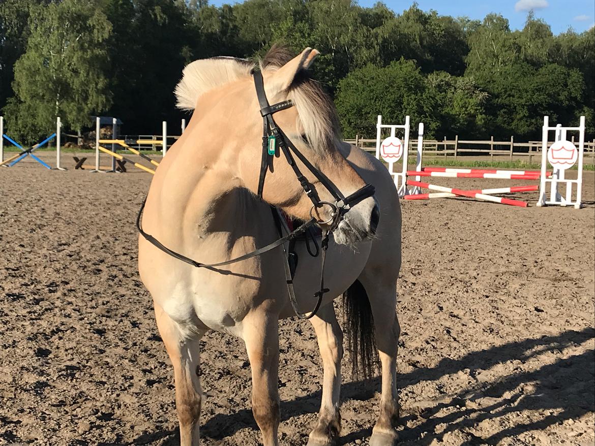 Fjordhest Merle vårby - (Tideliger part) billede 2