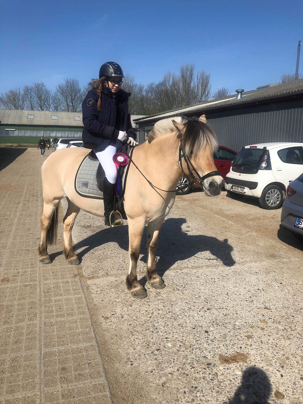 Fjordhest Merle vårby - (Tideliger part) billede 6