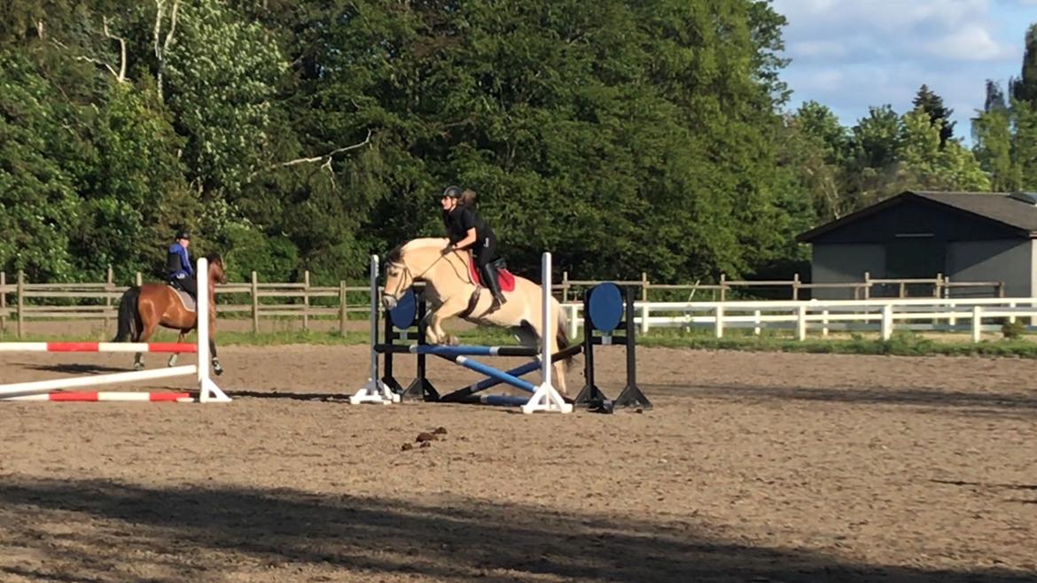 Fjordhest Merle vårby - (Tideliger part) billede 5