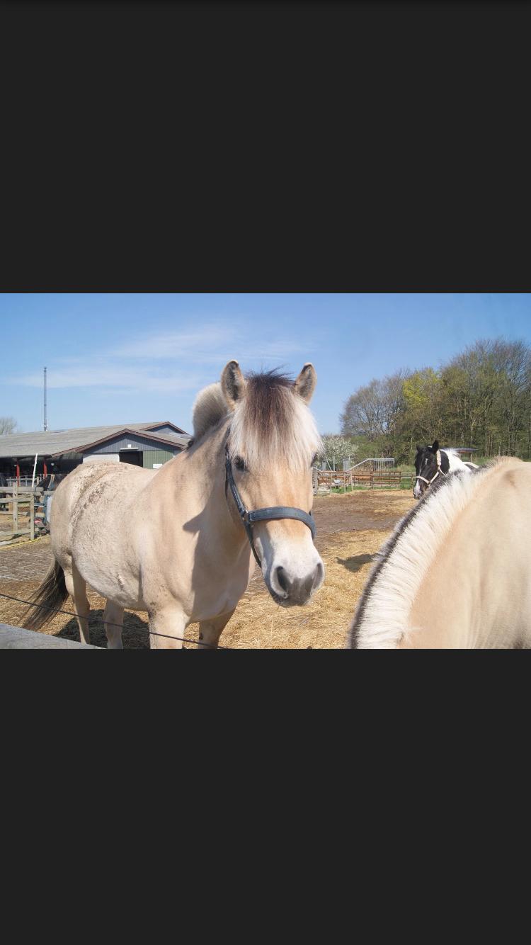 Fjordhest Merle vårby - (Tideliger part) billede 8