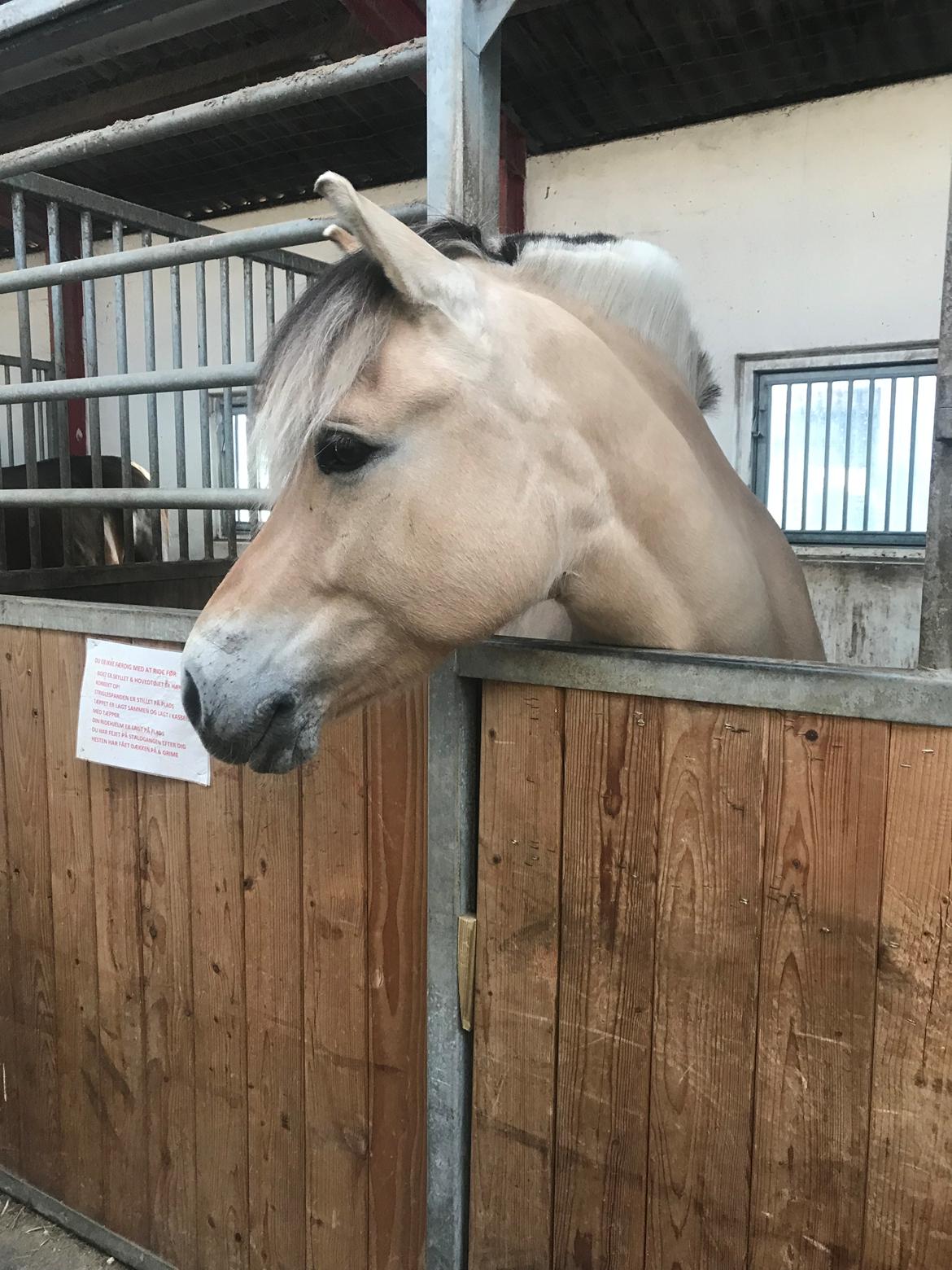 Fjordhest Merle vårby - (Tideliger part) billede 9