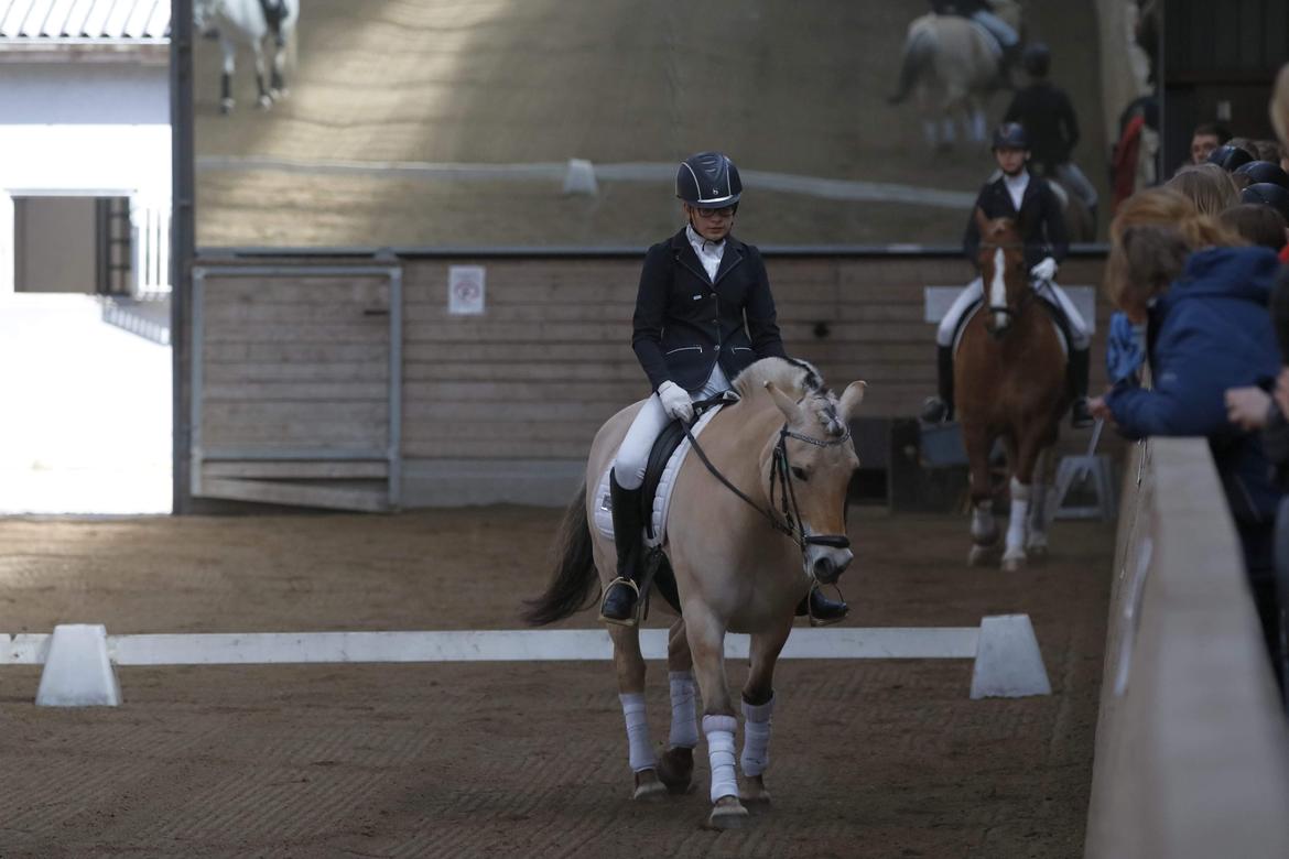 Fjordhest Merle vårby - (Tideliger part) billede 7