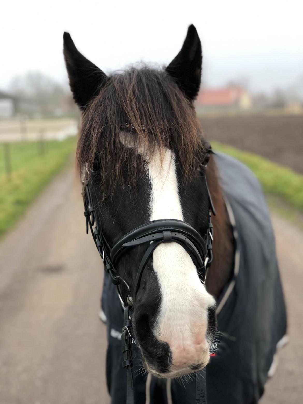 Welsh Cob (sec D) Uglegården's madhi hurricane billede 1