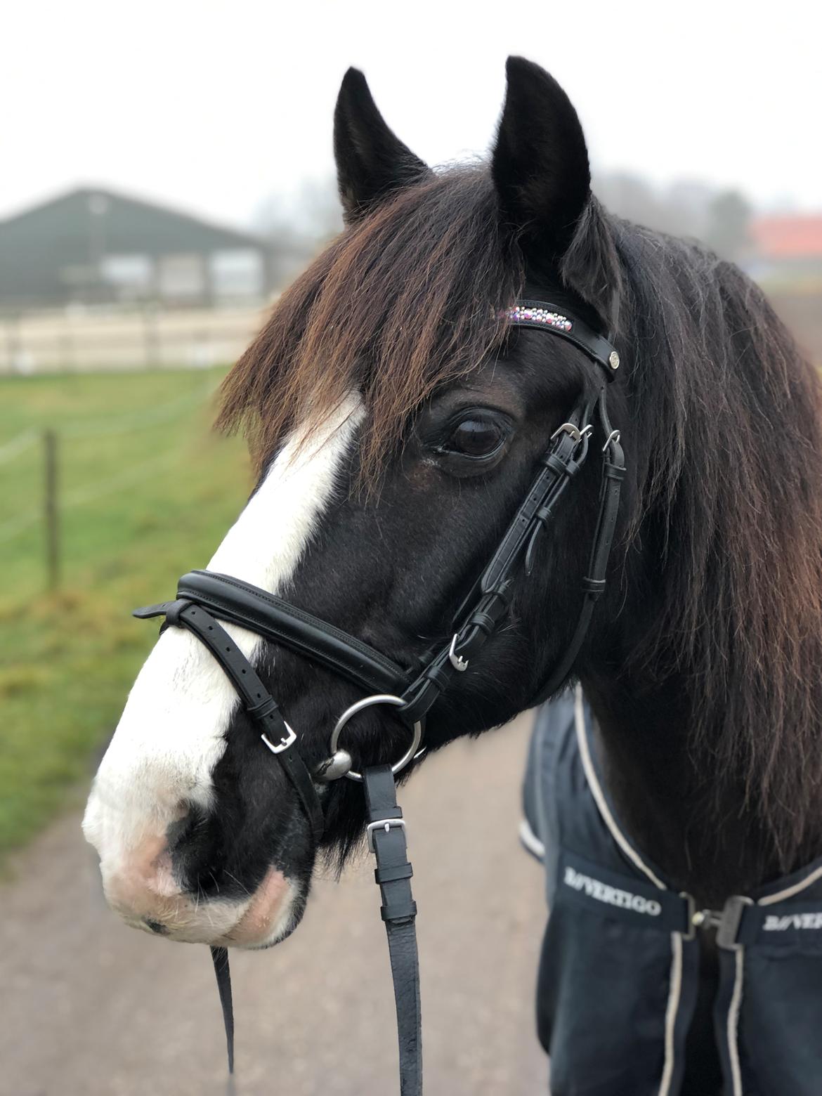Welsh Cob (sec D) Uglegården's madhi hurricane billede 2