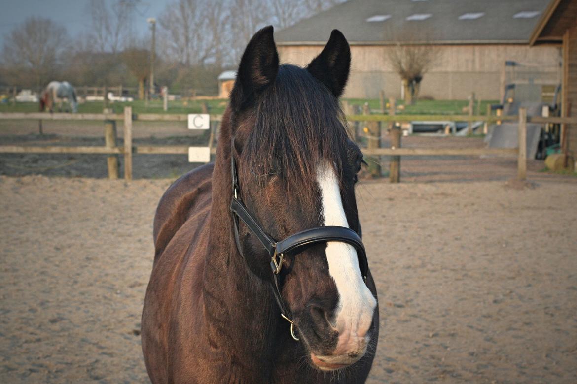 Welsh Cob (sec D) Uglegården's madhi hurricane billede 4