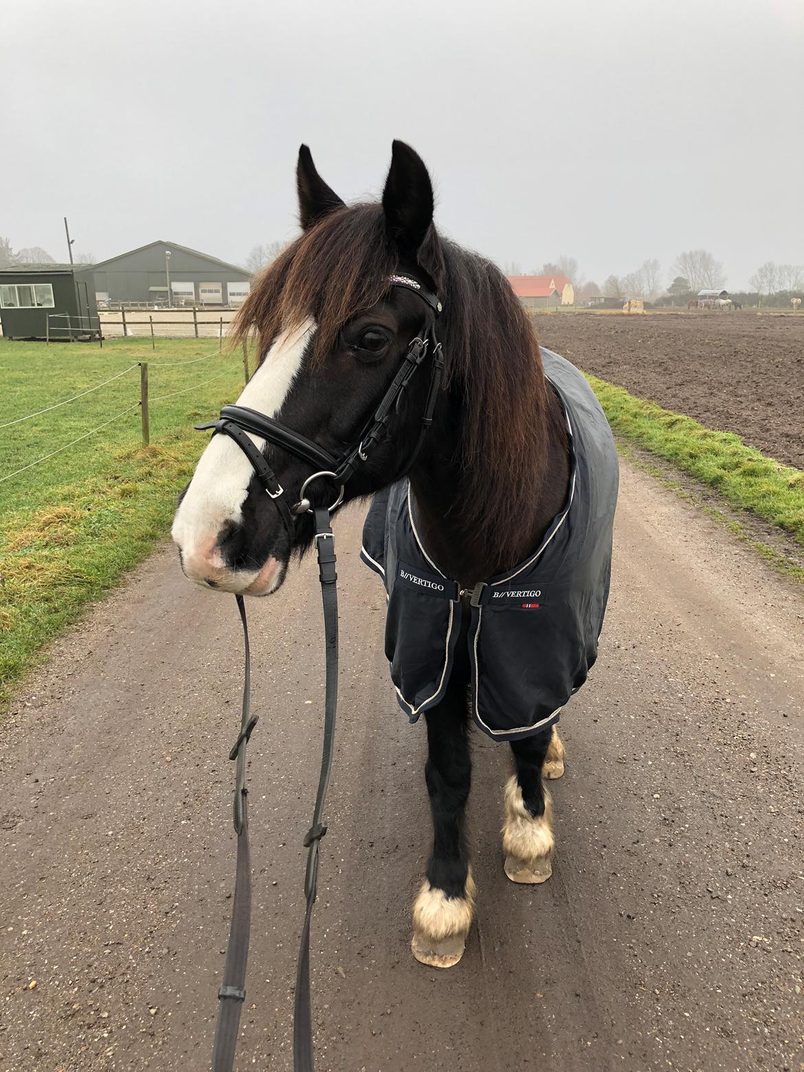 Welsh Cob (sec D) Uglegården's madhi hurricane billede 3