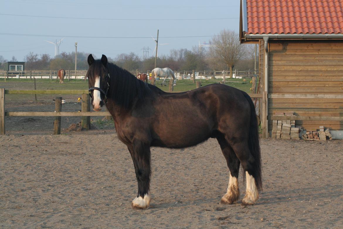 Welsh Cob (sec D) Uglegården's madhi hurricane billede 5