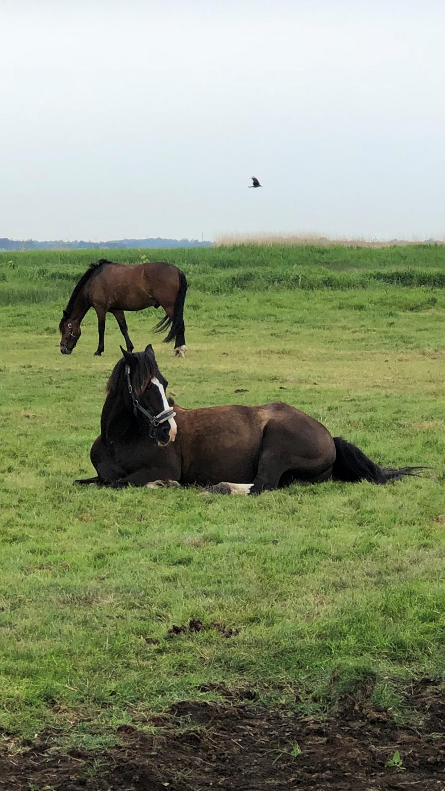 Welsh Cob (sec D) Uglegården's madhi hurricane billede 6