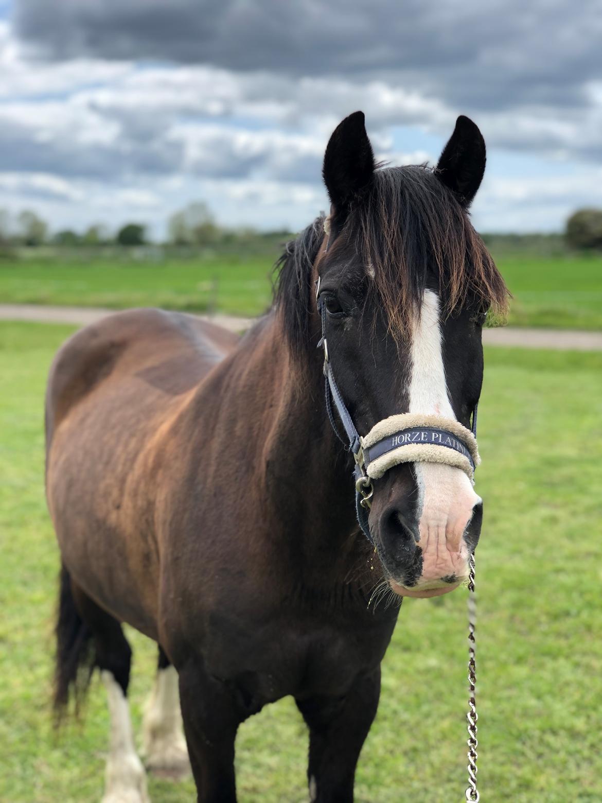Welsh Cob (sec D) Uglegården's madhi hurricane billede 7