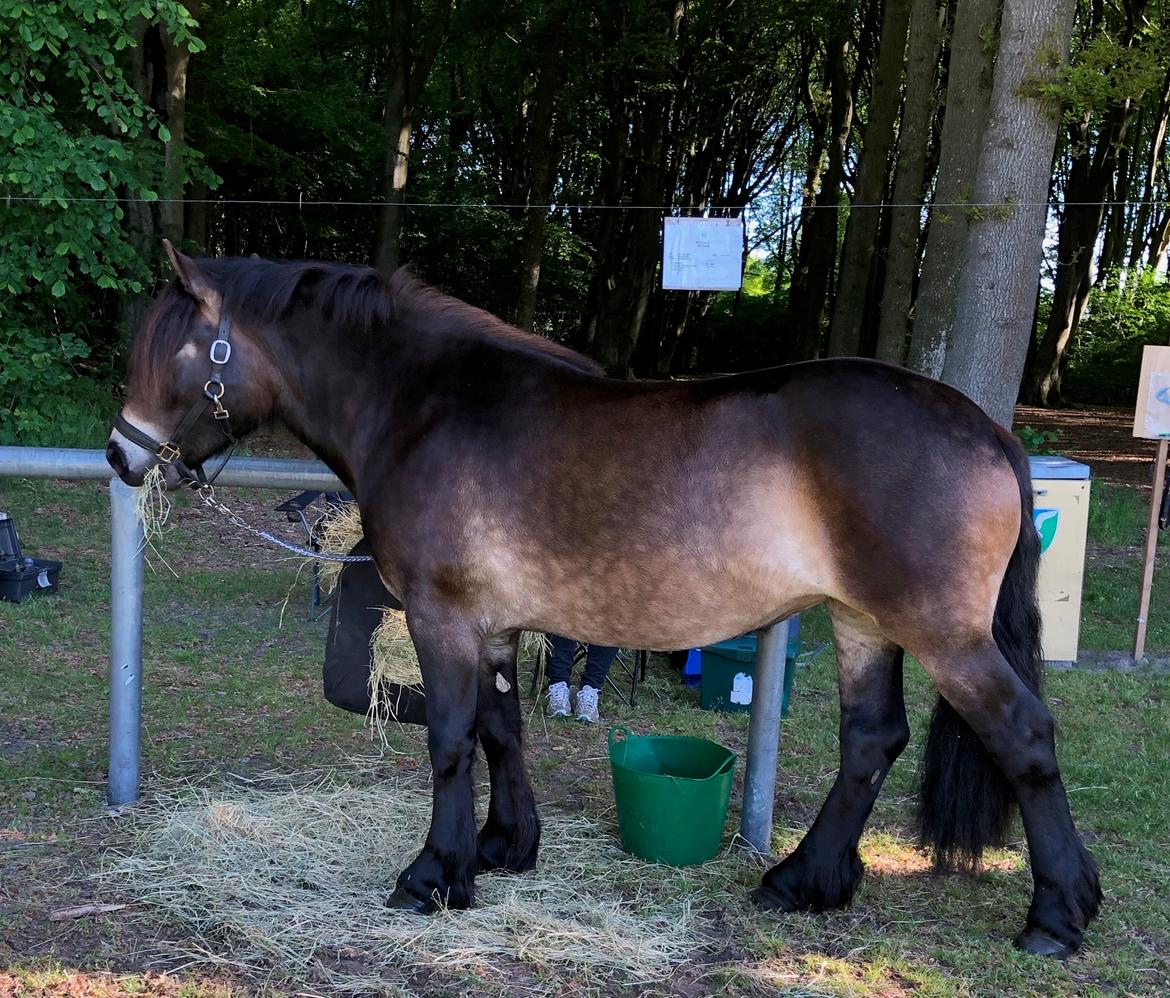 Nordsvensk Skovhest Ry's Zally - 25.05.19 billede 6