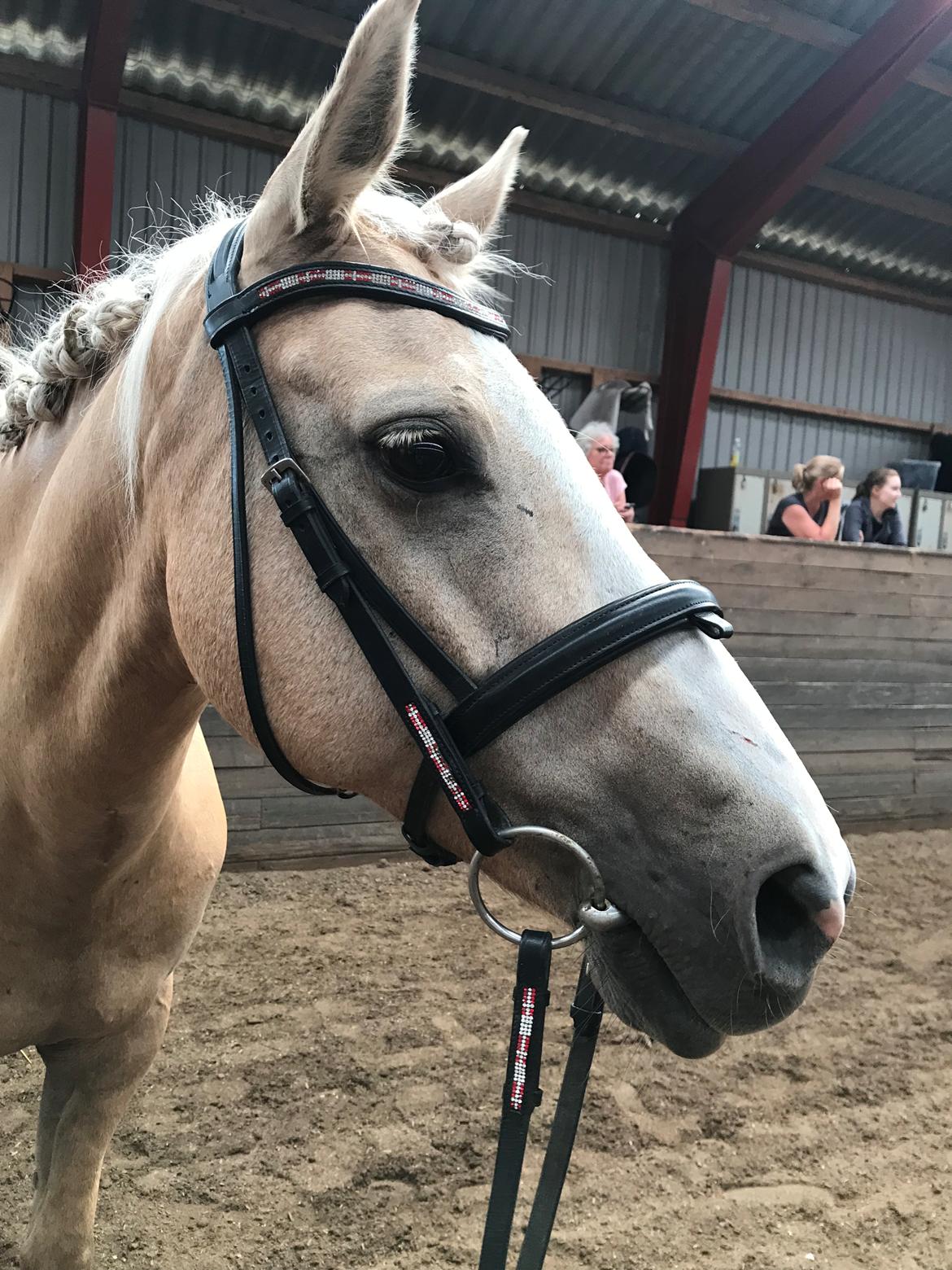 Welsh Partbred (Sec F) Aastrupgaards golden eminent billede 4