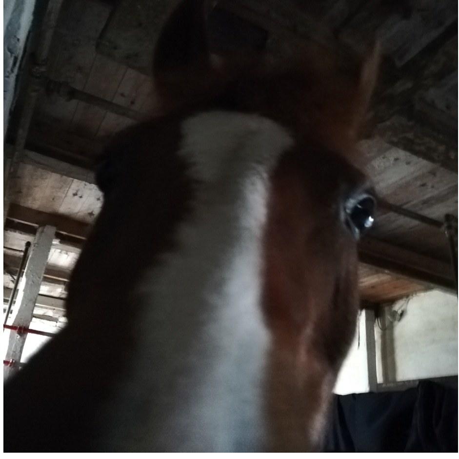 Welsh Pony (sec B) Disco billede 1