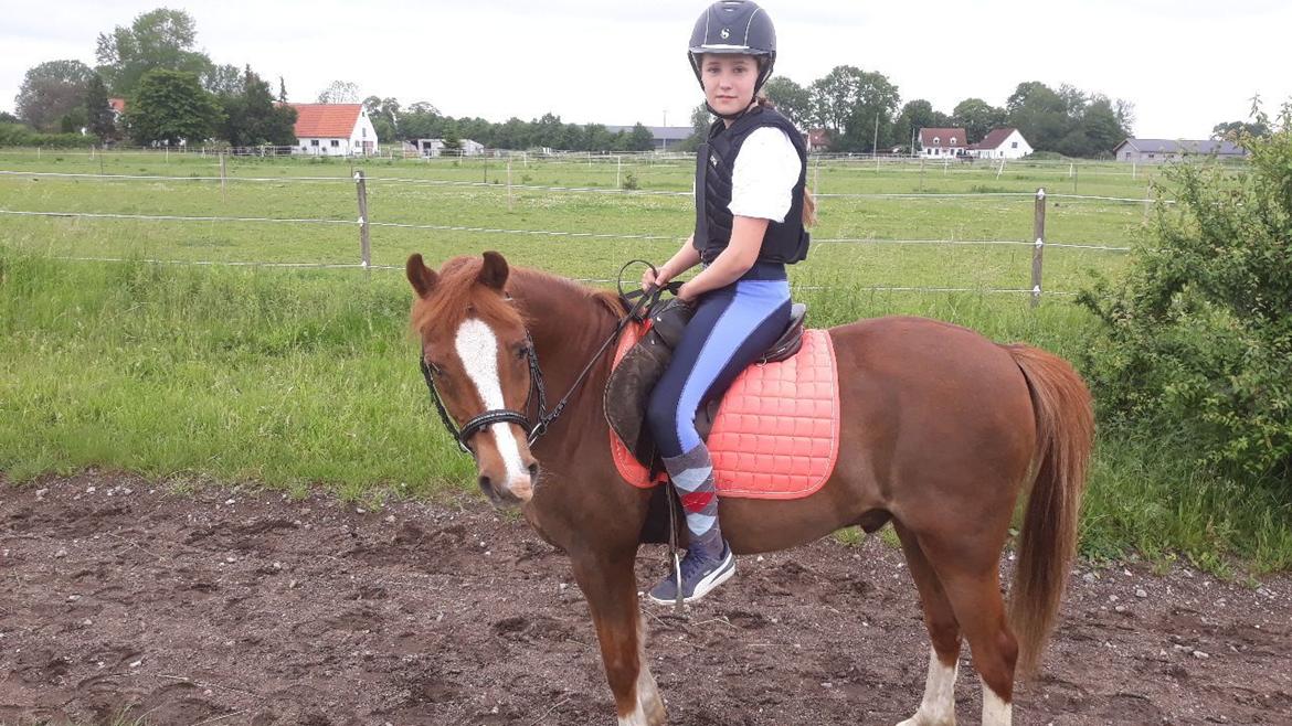 Welsh Pony (sec B) Disco billede 2