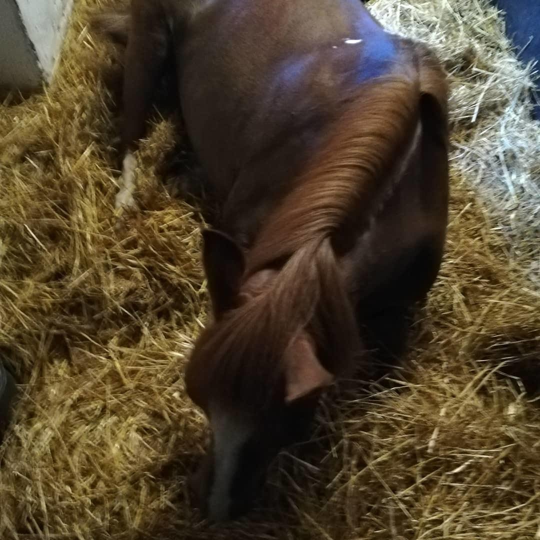 Welsh Pony (sec B) Disco billede 3