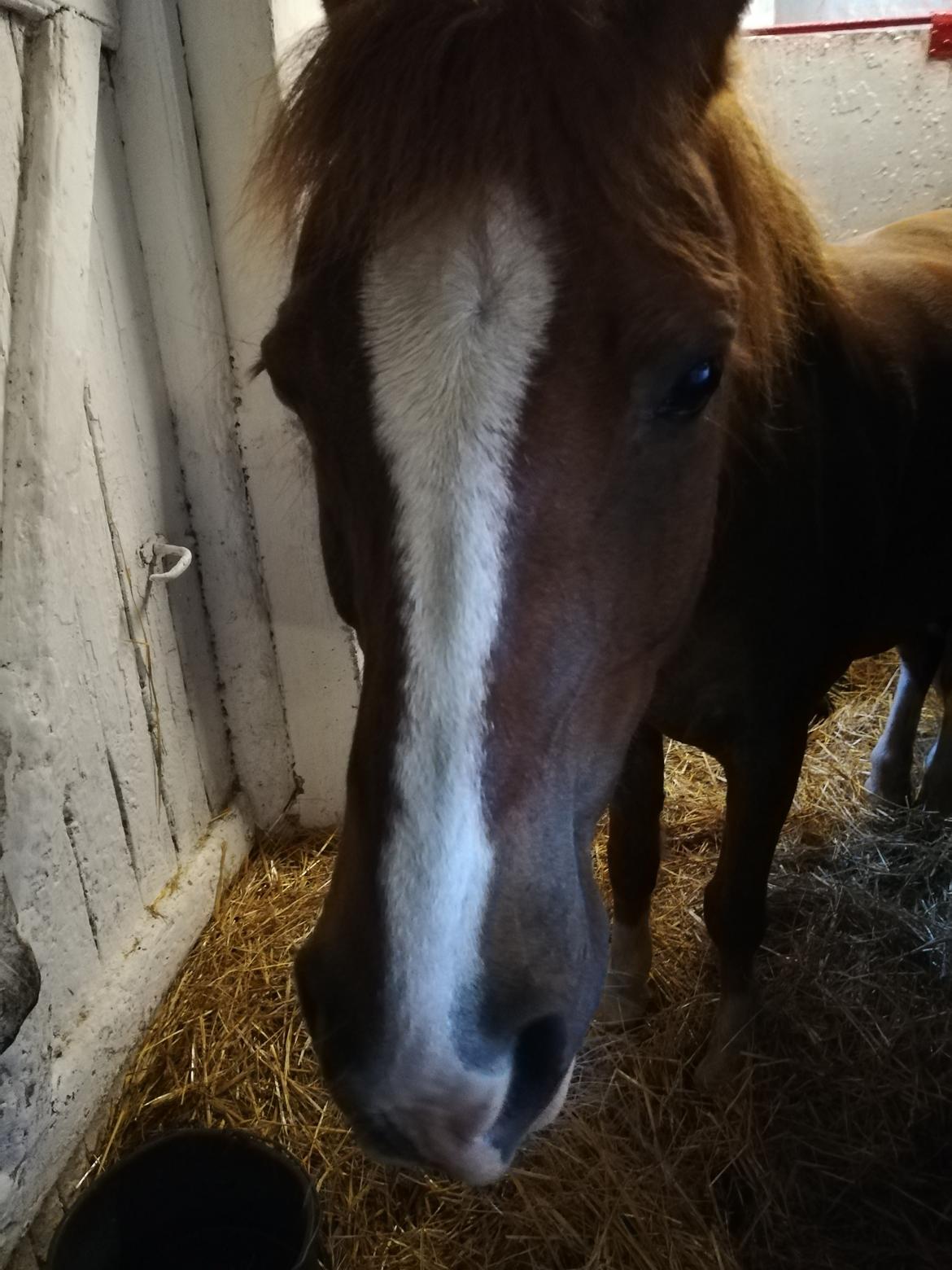 Welsh Pony (sec B) Disco billede 4