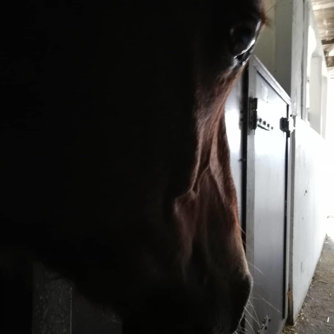 Welsh Pony (sec B) Disco billede 5