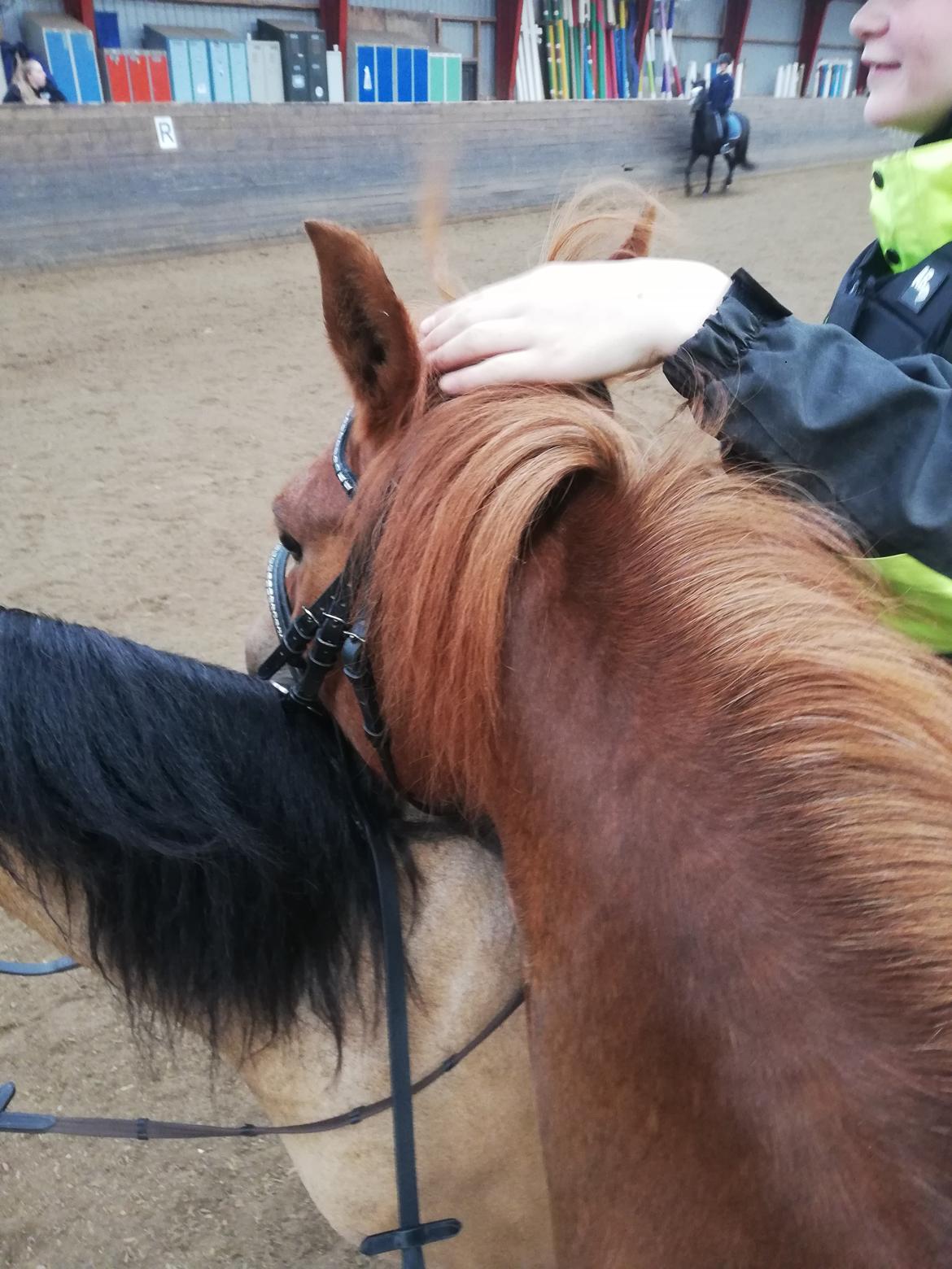 Welsh Pony (sec B) Disco billede 8