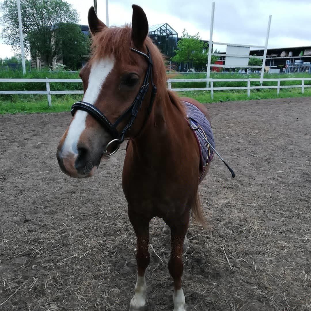 Welsh Pony (sec B) Disco billede 7