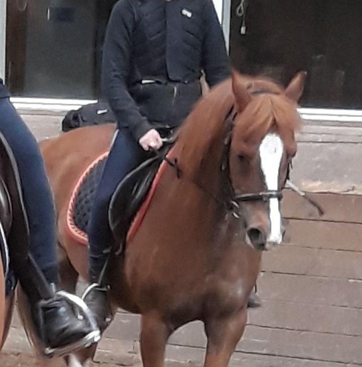 Welsh Pony (sec B) Disco billede 10