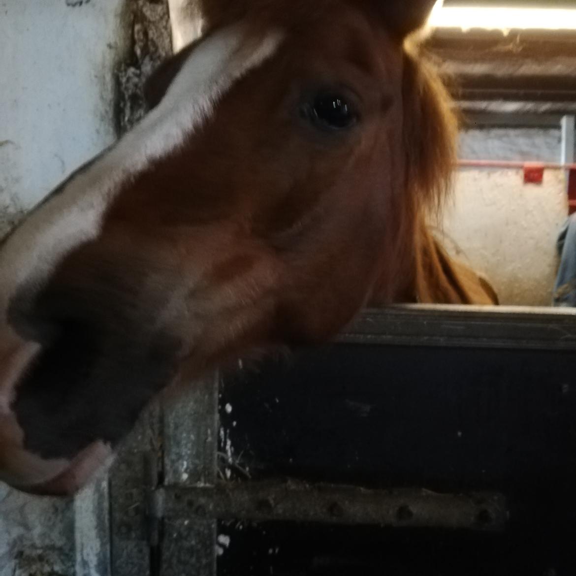 Welsh Pony (sec B) Disco billede 11