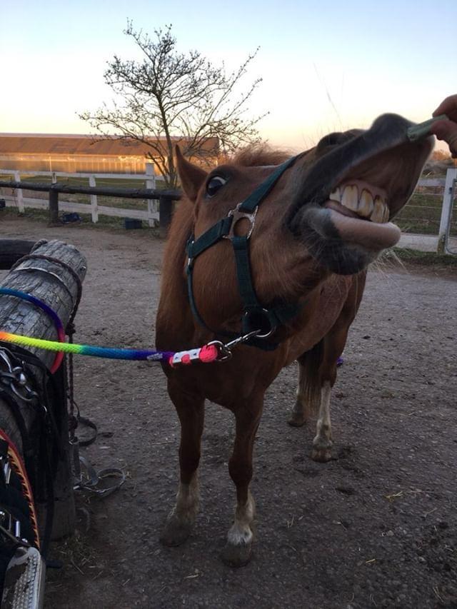 Welsh Pony (sec B) Disco billede 9