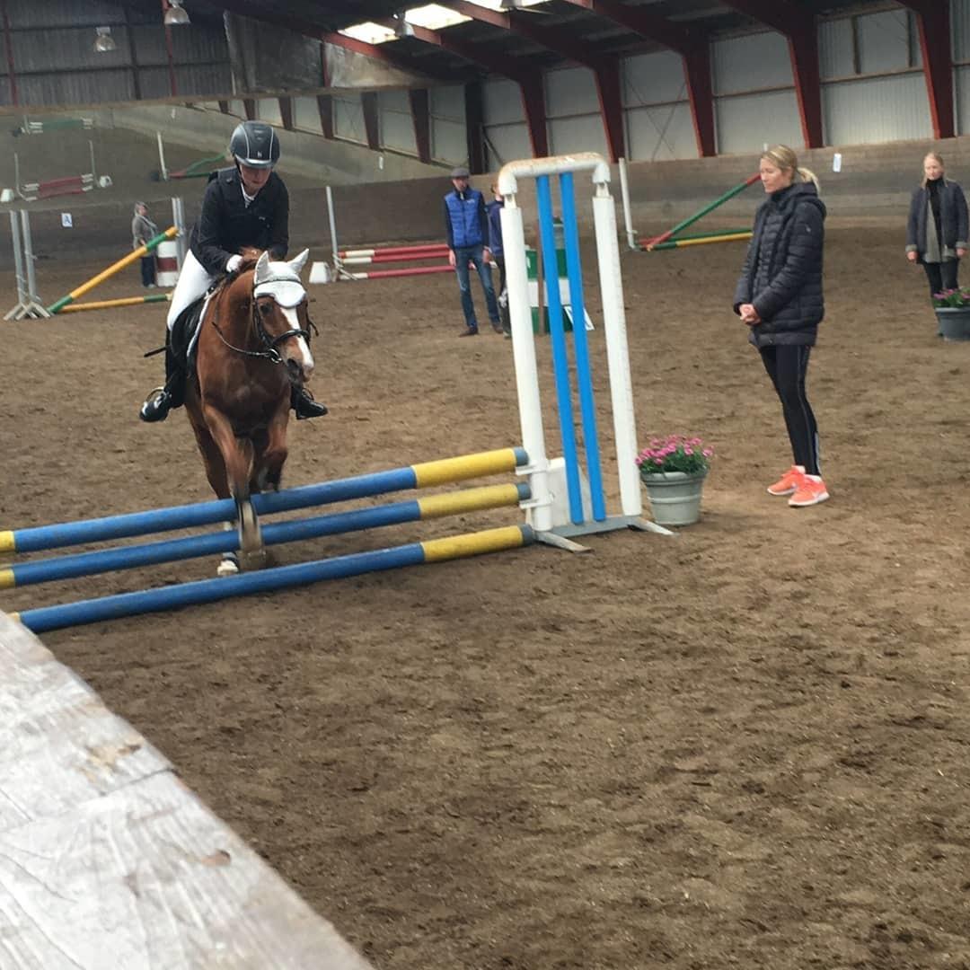Welsh Pony (sec B) Disco billede 12