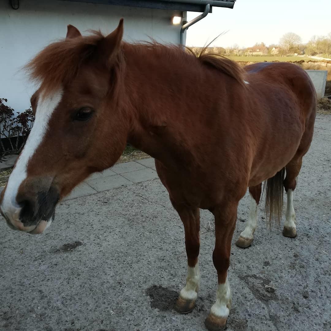 Welsh Pony (sec B) Disco billede 14