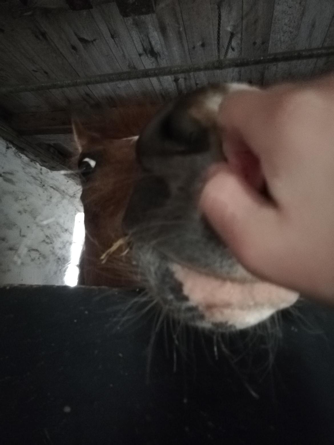 Welsh Pony (sec B) Disco billede 15