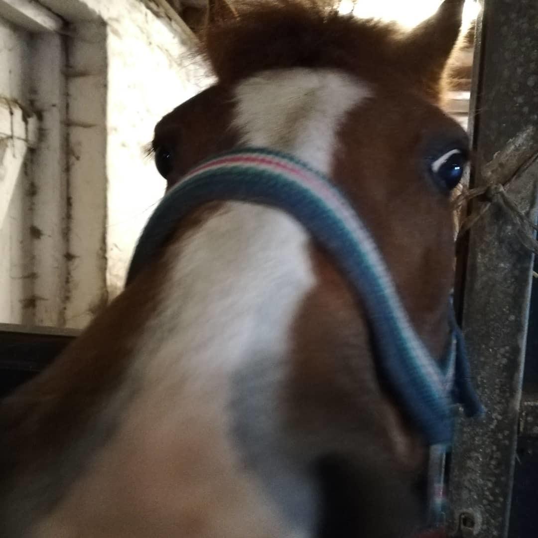 Welsh Pony (sec B) Disco billede 13