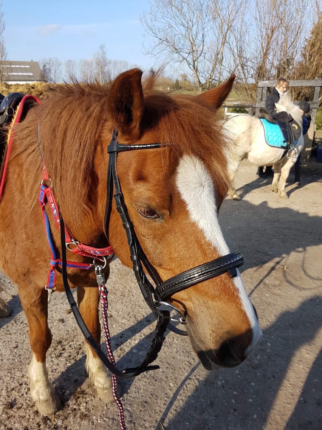 Welsh Pony (sec B) Disco billede 16