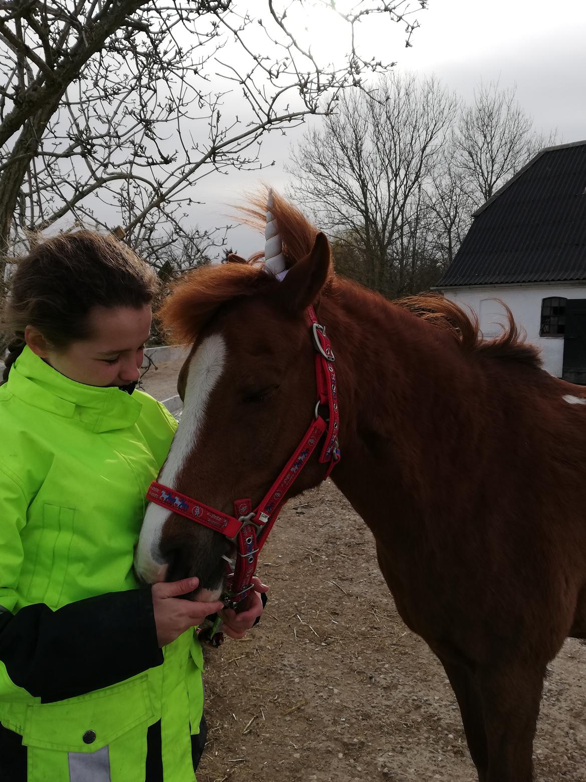 Welsh Pony (sec B) Disco billede 18