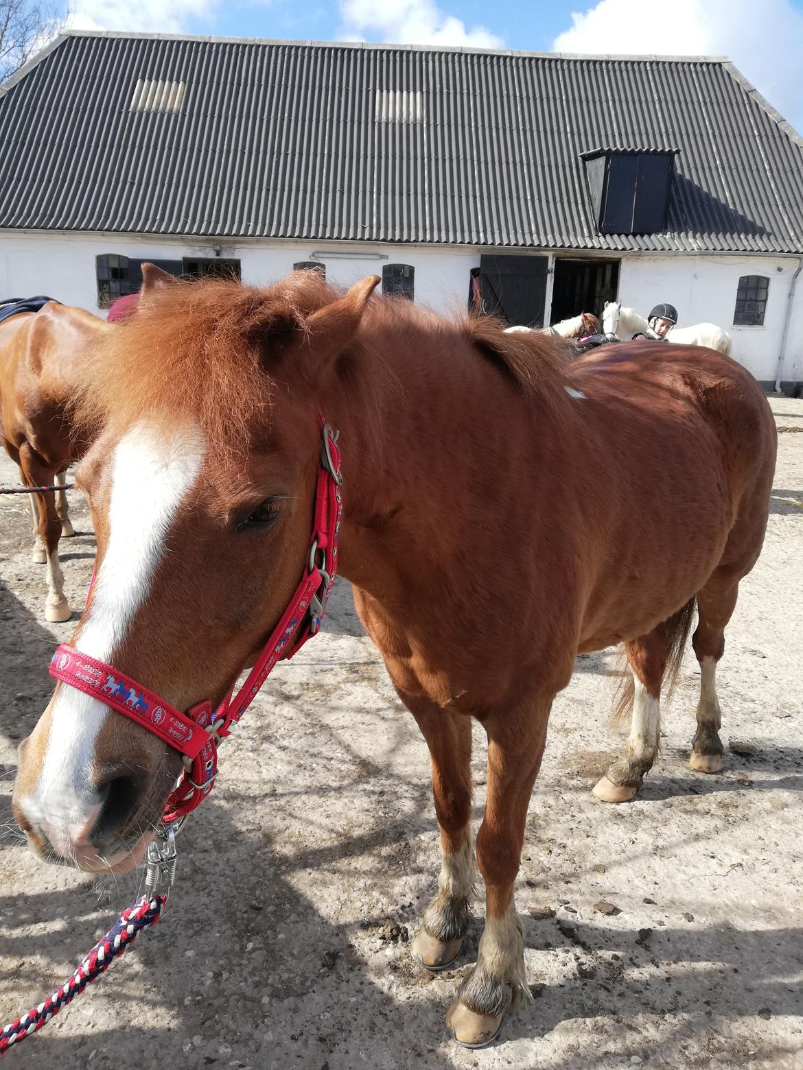 Welsh Pony (sec B) Disco billede 19