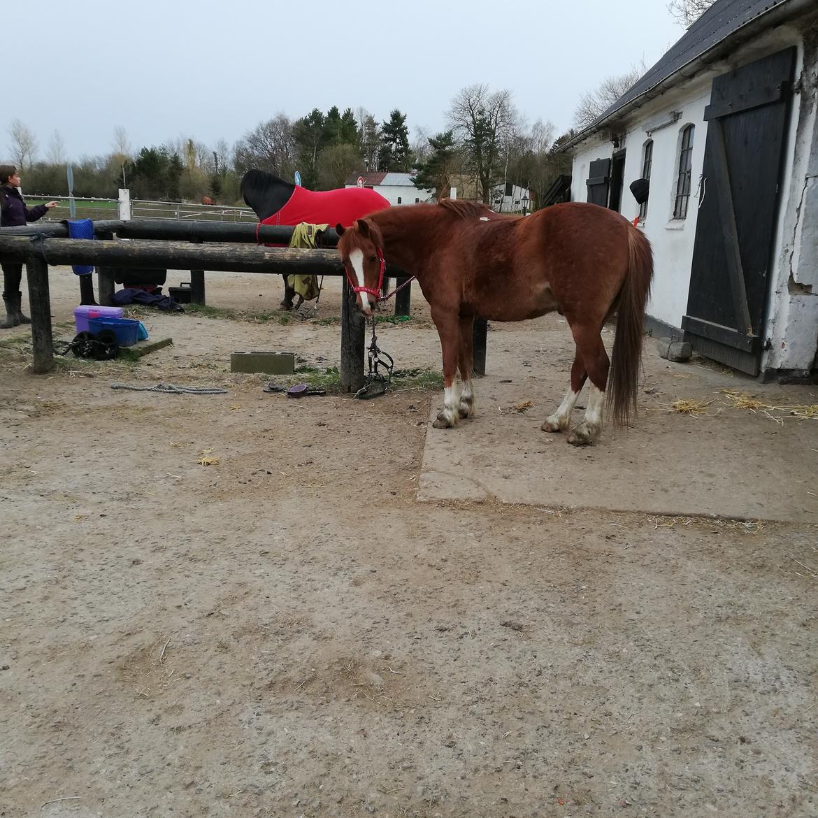 Welsh Pony (sec B) Disco billede 17